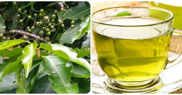 Uống nước lá vối tươi có tác dụng gì?