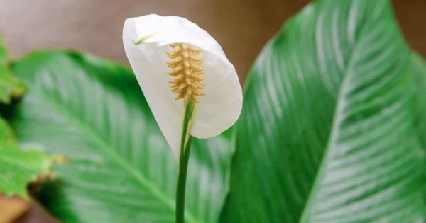 3 điều cần làm với cây lan ý ngay lúc này để luôn xanh tốt và sớm ra hoa