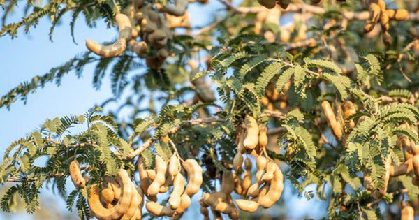 6 loại cây chớ nên trồng trước cửa nhà