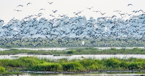 Hiện tượng lạ: Hàng ngàn chim hoang dã ùn ùn kéo về, che kín bầu trời Vườn Quốc gia sau 20 năm