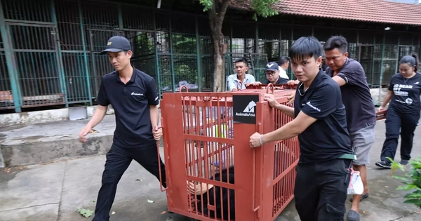 Hai gấu chó đầu tiên về trung tâm cứu hộ ở Huế sau hành trình 900 km