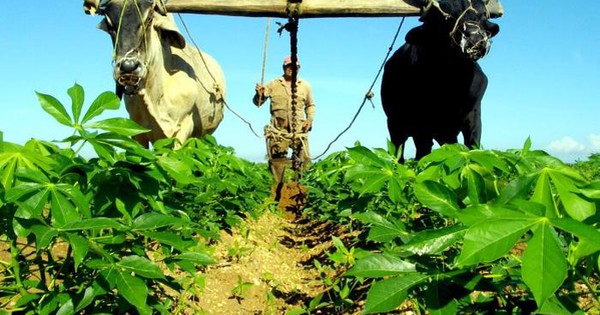 Không dầu, không máy: Cuba đang làm 