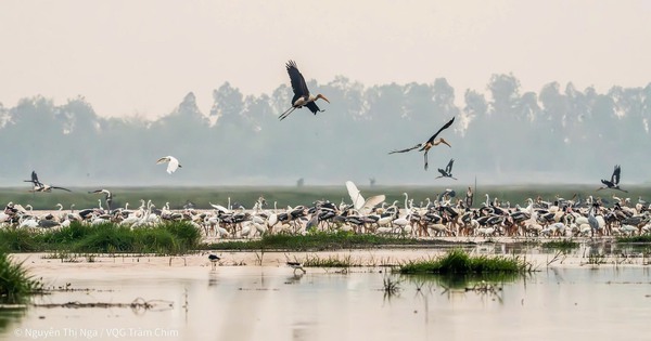 Xuất hiện loài chim quý hiếm, nguy cấp, nằm trong Sách đỏ thế giới ở Vườn Quốc gia Tràm Chim