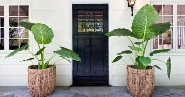 Không phải mê tín, giờ mới biết vì sao nhà giàu thường đặt 2 chậu cây ở cửa ra vào
