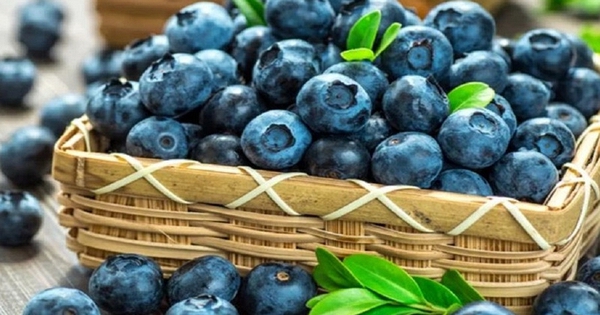 Mùa việt quất tươi đầy chợ, đừng chỉ ham quả to nhất: Người nông dân giàu kinh nghiệm cho biết 