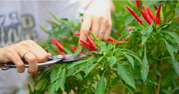 3 loại cây nên trồng tháng 4: Trồng một lần cho quả lâu dài, tốt trăm đường