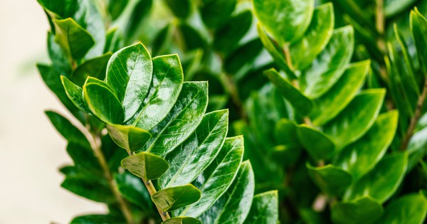 3 điều cần làm với cây kim tiền ngay bây giờ