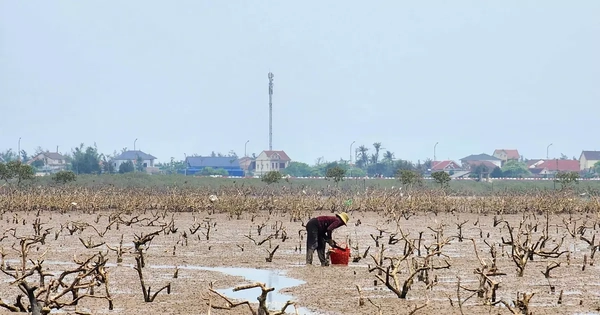 'Bức tường xanh' ở Hà Tĩnh chết khô