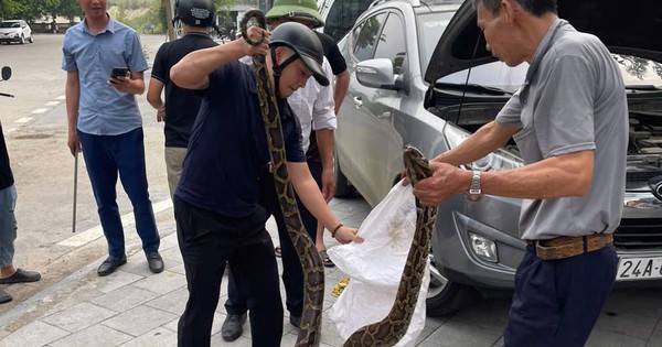VIDEO: Bất ngờ phát hiện con trăn lớn ẩn nấp trong nắp ca-pô xe ô tô con