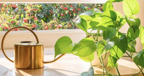 5 điều cần làm với cây trầu bà ngay lúc này