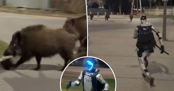 Robot hình người truy đuổi lợn rừng gây sốt mạng xã hội, phía sau là chiến dịch marketing gây tranh cãi toàn cầu