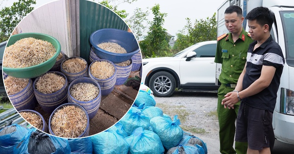 Cận cảnh xưởng sản xuất giá đỗ dùng hormone tăng trưởng ở Quảng Ninh: Mỗi ngày bán 700 kg, thu giữ 4000 kg chứa chất cấm