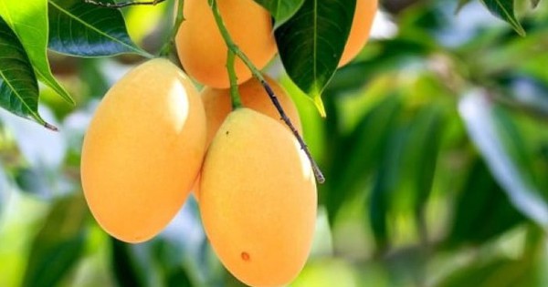 3 loại cây ăn quả không nên trồng trước nhà: 