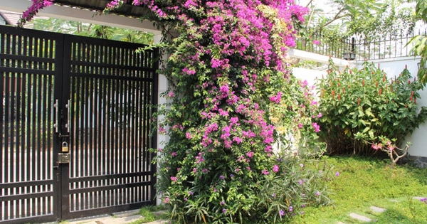 Lời khuyên đến những gia đình đang trồng hoa giấy