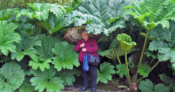 Điều gì ở vùng đất giữa nước Nga khiến cây cối bỗng hóa 