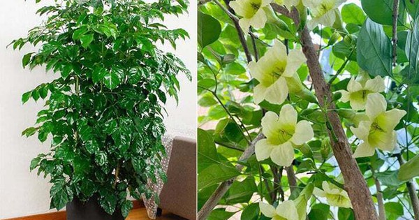 5 loại cây có tác dụng chữa lành nên trồng trong nhà để gia chủ luôn cảm thấy hạnh phúc, yêu đời