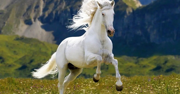 Chuyên gia dự báo: 5 năm tới, 3 con giáp có cơ hội bứt phá tài chính, thu nhập mở rộng từ nhiều nguồn