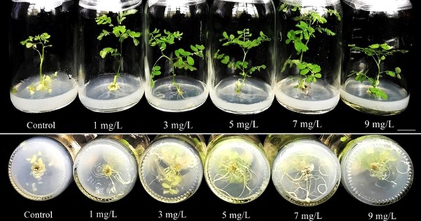 Nghiên cứu đột phá giúp Việt Nam thay đổi nền nông nghiệp và dược liệu giá trị