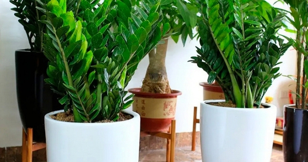 Lời khuyên đến những gia đình đang trồng kim tiền