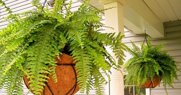 Lời khuyên đến những gia đình đang trồng cây dương xỉ