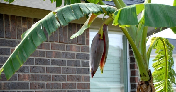 Lời khuyên đến các gia đình đang trồng cây chuối