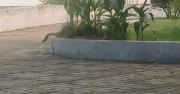 Rắn dài 3m lao vun vút vào bệnh viện