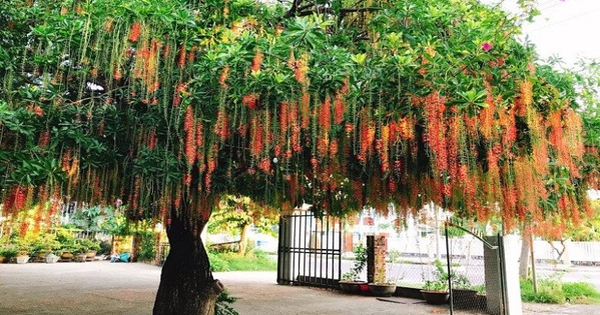 Lời khuyên đến những gia đình đang trồng cây lộc vừng