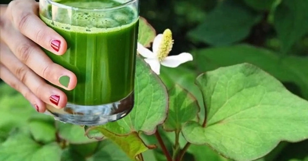 Uống nước rau diếp cá mỗi ngày có tốt?