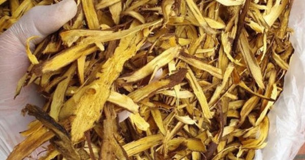 1 loại cây quý phơi khô là 