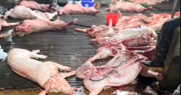 Vụ lợn bệnh vào trường học, lộ 2 trường dùng thịt của Công ty Cường Phát