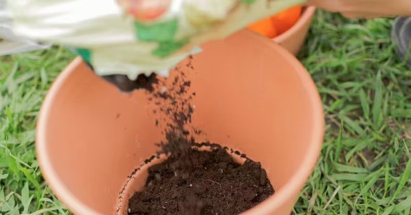Sai lầm khi trồng cây trong chậu khiến cây 