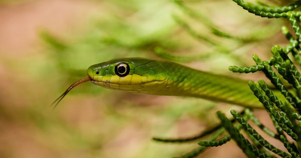 10 loại cây vô tình 