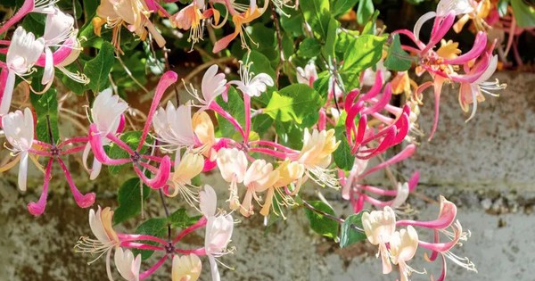 Loại cây nên trồng ở sân trước ngay bây giờ