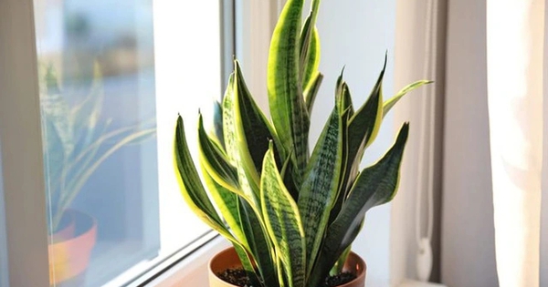 Lời khuyên đến những gia đình đang trồng cây lưỡi hổ