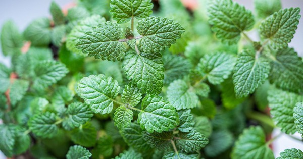 6 loại cây đuổi muỗi, nên trồng trong nhà ngay thời điểm này