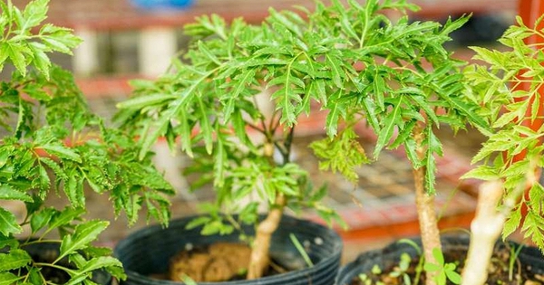 Lời khuyên đến những gia đình đang trồng cây đinh lăng