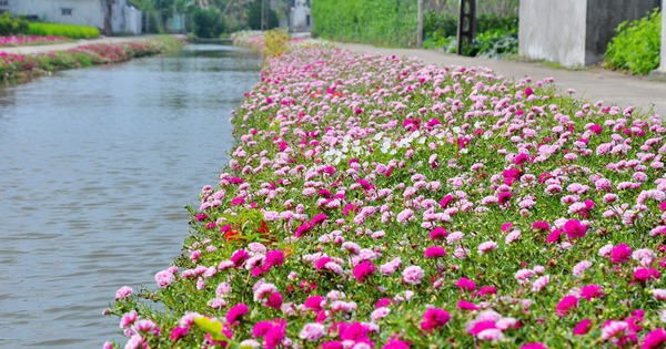 5 loại hoa nên trồng ngay trong tháng 4: Có 1 cây cũng tốt đủ đường