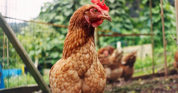 Gà có thể sống sót mà không có đầu không?