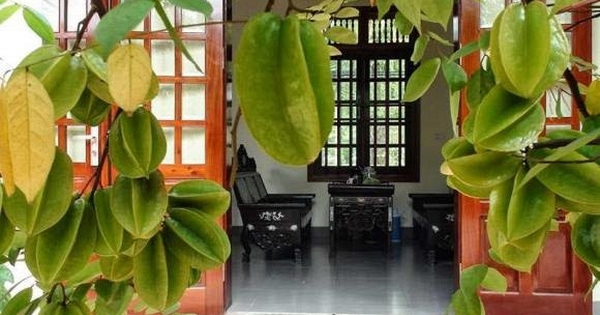 Lời khuyên đến những gia đình đang trồng cây khế