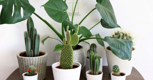 Lời khuyên đến những gia đình đang trồng cây xương rồng