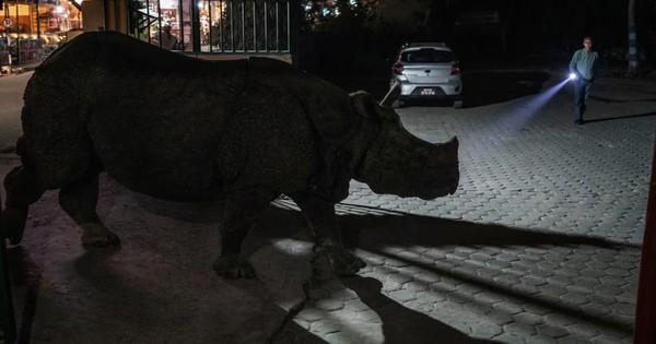 Hoảng hồn, tê giác đi ngang giữa phố