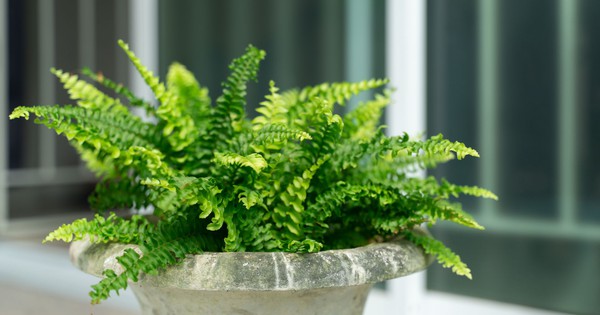 3 loại cây rất hợp với gia chủ trên 40 tuổi