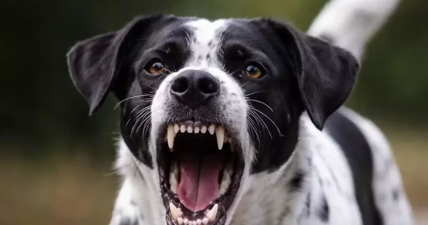 Chủ quán thịt chó tử vong do bệnh dại