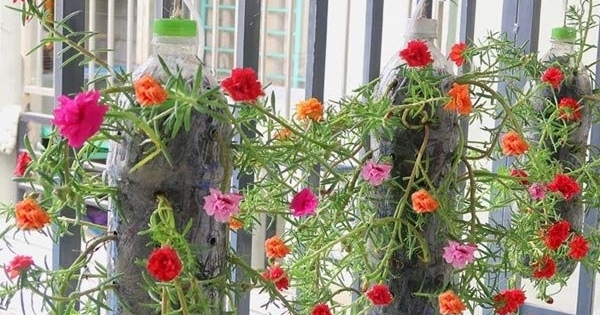 Lời khuyên đến những người đang trồng hoa mười giờ