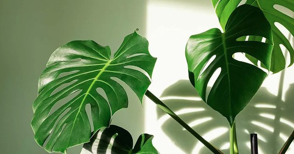 5 việc cần làm với trầu bà lá xẻ ngay bây giờ