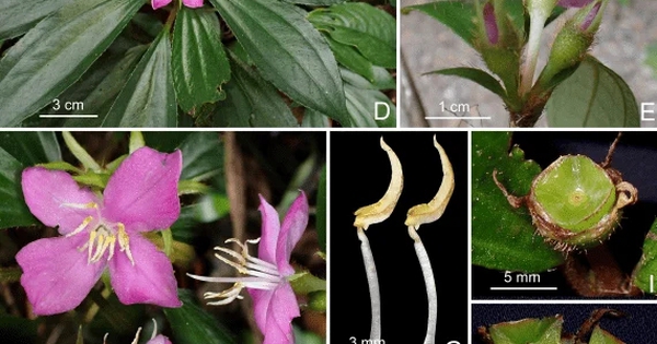 Phát hiện gây chú ý ở Quảng Trị: 