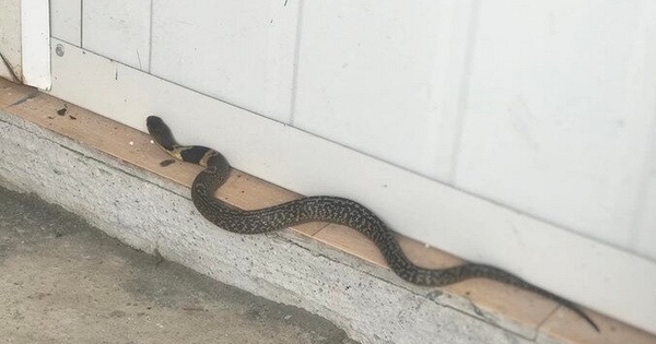 7 dấu hiệu cảnh báo rắn vào trong nhà