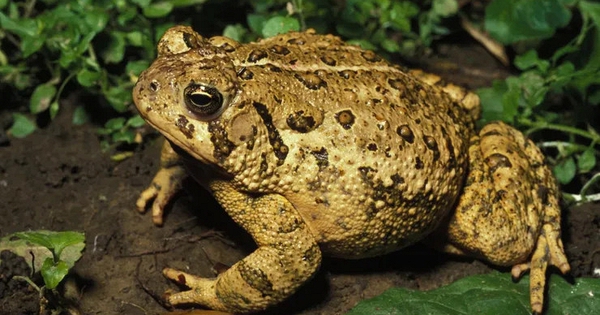 4 vật vào nhà báo hiệu điềm lành, đuổi đi là đánh rơi vận may