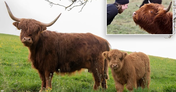 Bò cũng khổ vì nhan sắc, ông chủ nghĩ cách làm chúng xấu đi để tránh bị chụp ảnh