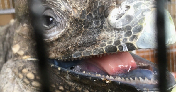 Người dân ở Lâm Đồng tìm thấy sinh vật vẻ ngoài kỳ quái nhưng chỉ ăn rau: Là loài hoang dã nguy cấp